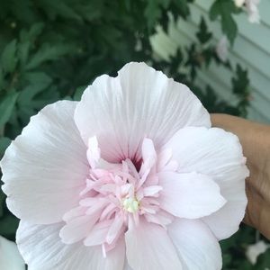 Meet your Posher, Beatriz